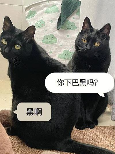 黑猫进屋万字|遇到黑猫各种预示什么（遇到黑猫是好事还是坏事）